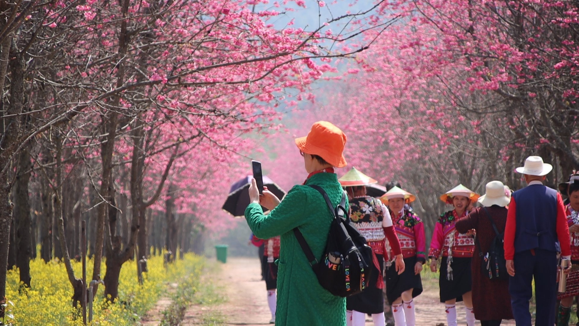 2022年赏花季将于3月5日在磨盘山景区启幕！_内容_时间_地点